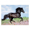 Puzzle Ravensburger - black stallion