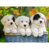 Puzzle Ravensburger - cachorros mimosos