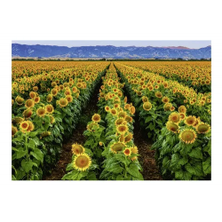 Puzzle Ravensburger - campo de girasoles