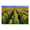 Puzzle Ravensburger - campo de girasoles